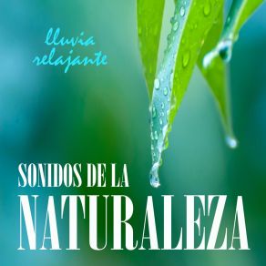 Download track Sonidos De La Naturaleza: Lluvia Relajante, Pt. 20 Lluvia Del BosqueSueño Profundo Club, Lluvia Para Dormir