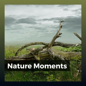 Download track Calm Nature Sounds With Music, Pt. 37 Recording Nature