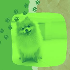 Download track Vibrant Moods For Sleepy Pups Calming Music For Dogs