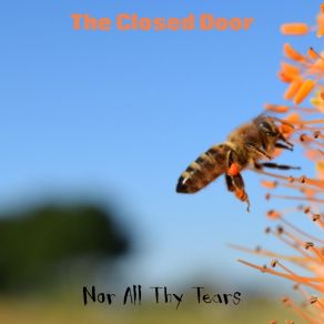 Download track Shy Flower Nor All Thy Tears