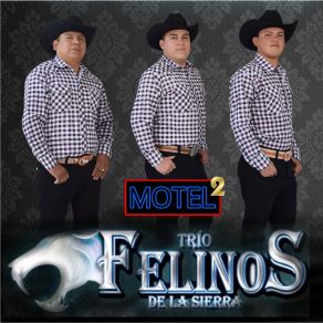 Download track La Loca Trio Felinos De La Sierra