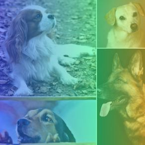 Download track Cool Backdrops For Afternoon Dog Walks Dog Music