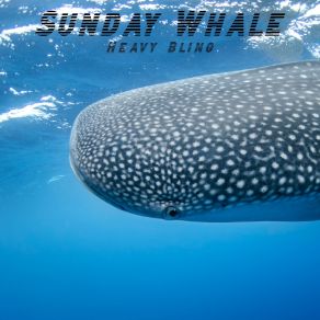 Download track Hurry Up Sunday Whale