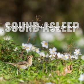 Download track Evergreen Forest Birds Singing Ambience, Pt. 6 Elijah Wagner