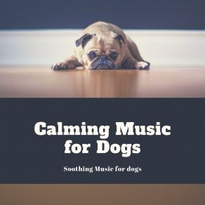 Download track Looking Through The Window Calming Music For Dogs