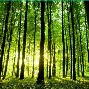 Download track Soothing Forest Nature Sounds Reserve