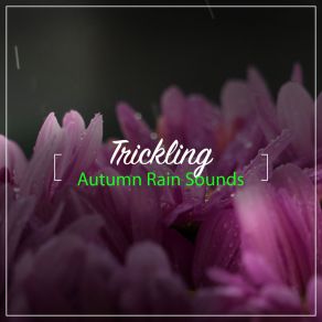 Download track Rain Sounds - Zen Sleeping Sound