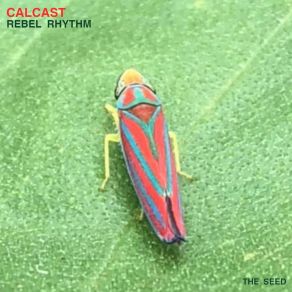 Download track Rebel Rhythm Calcast