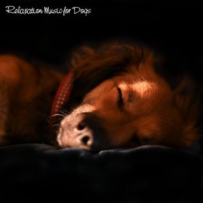 Download track Sadhana Dog Relaxation