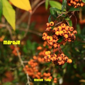 Download track Margaret Blonde Tulip