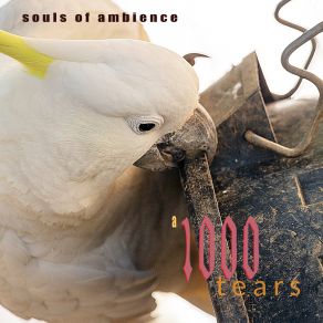 Download track Never Drops Souls Of Ambience