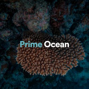 Download track Prime Ocean, Pt. 6 Sundays By The Ocean