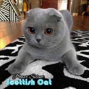 Download track Calling For You Scottish Cat