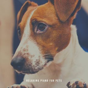 Download track Songs For Dogs Relaxing For Pets