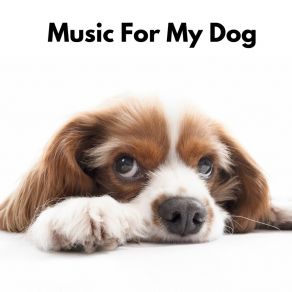 Download track Soothing Sounds For Dogs Relaxing Music For Dogs