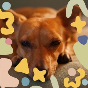 Download track Unique Moods For Dog Therapy Dog Music Library